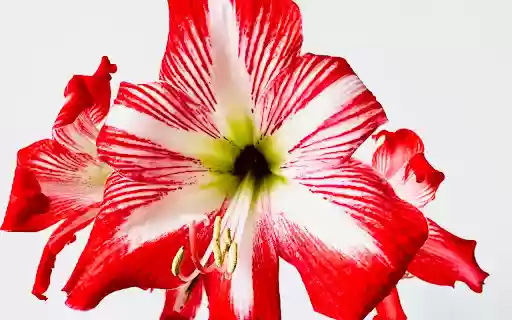 Lilies in Bloom from Chrome web store to be run with OffiDocs Chromium online Lilies in Bloom from Chrome web store to be run with OffiDocs Chromium online