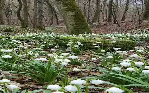 Lily of the valley flowers in the forest wallpaper from Chrome web store to be run with OffiDocs Chromium online Lily of the valley flowers in the forest wallpaper from Chrome web store to be run with OffiDocs Chromium online