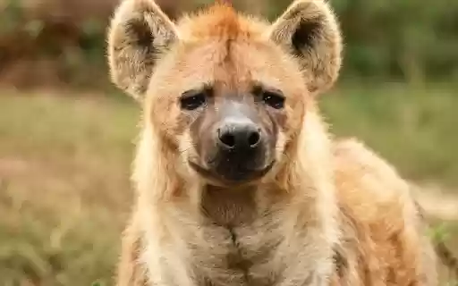 Linh cẩu from Chrome web store to be run with OffiDocs Chromium online Linh cẩu from Chrome web store to be run with OffiDocs Chromium online