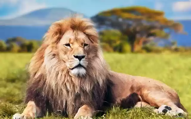 Lion  from Chrome web store to be run with OffiDocs Chromium online
