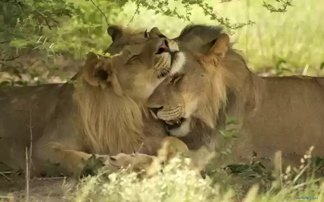 Lions  from Chrome web store to be run with OffiDocs Chromium online