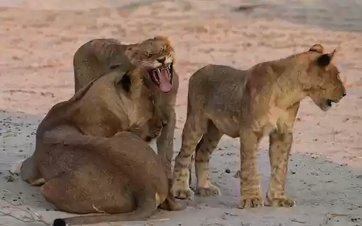 Lions playing  from Chrome web store to be run with OffiDocs Chromium online