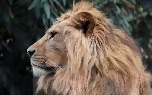 Lions Side View  from Chrome web store to be run with OffiDocs Chromium online