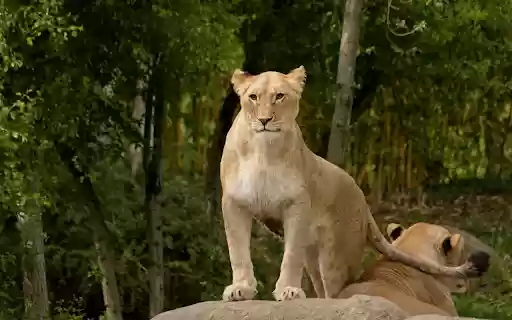 Lion standing on a rock  from Chrome web store to be run with OffiDocs Chromium online