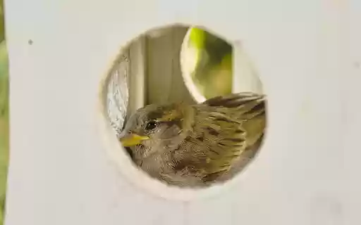 Little bird and beautiful nest  from Chrome web store to be run with OffiDocs Chromium online