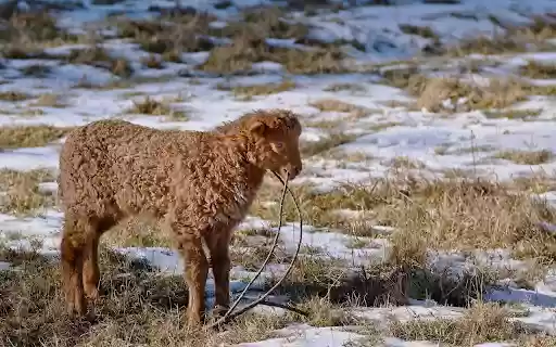 Little brown sheep from Chrome web store to be run with OffiDocs Chromium online Little brown sheep from Chrome web store to be run with OffiDocs Chromium online