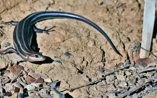 Little Shiny Skin Lizard  from Chrome web store to be run with OffiDocs Chromium online