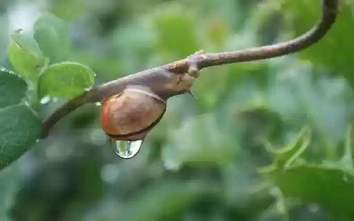 Little snail and water drop from Chrome web store to be run with OffiDocs Chromium online Little snail and water drop from Chrome web store to be run with OffiDocs Chromium online