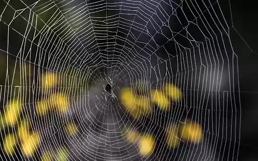 Little spider and big spider web  from Chrome web store to be run with OffiDocs Chromium online