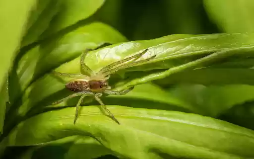 Little spider on a young leaf boat  from Chrome web store to be run with OffiDocs Chromium online