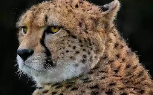 Little tiger  from Chrome web store to be run with OffiDocs Chromium online