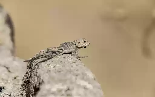 Lizard hidden in the rock  from Chrome web store to be run with OffiDocs Chromium online