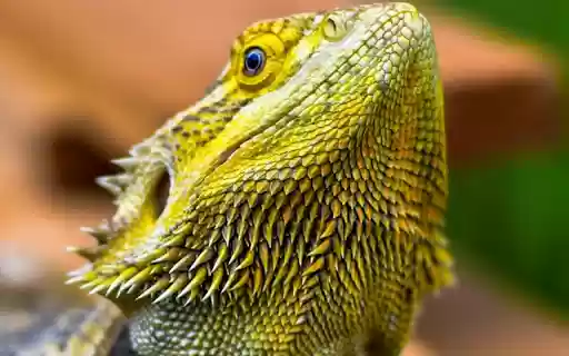 LIZARD THEME  from Chrome web store to be run with OffiDocs Chromium online
