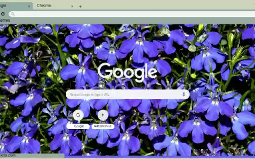 Lobelia  from Chrome web store to be run with OffiDocs Chromium online