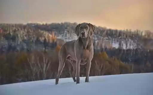 Lone Dog in Snowy Wilderness  from Chrome web store to be run with OffiDocs Chromium online