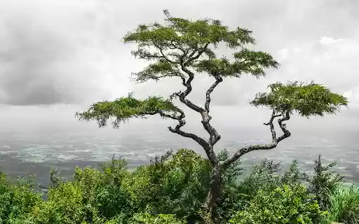lonely tropical tree valley nelliyampathy hills kerala india  from Chrome web store to be run with OffiDocs Chromium online