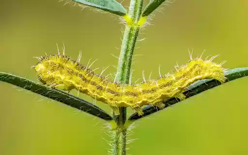 Long Caterpillar  from Chrome web store to be run with OffiDocs Chromium online Long Caterpillar  from Chrome web store to be run with OffiDocs Chromium online