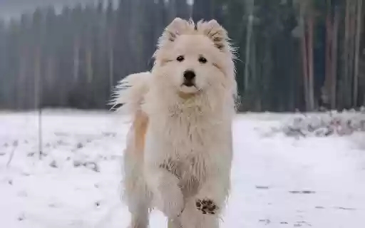 Long haired white dog  from Chrome web store to be run with OffiDocs Chromium online