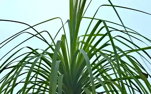 Long Leaf Plant  from Chrome web store to be run with OffiDocs Chromium online