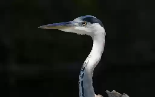 Long necked bird  from Chrome web store to be run with OffiDocs Chromium online