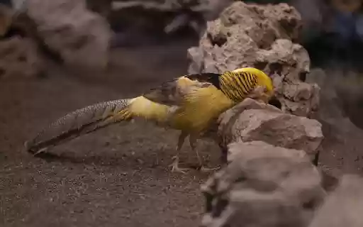 Long tailed chicken  from Chrome web store to be run with OffiDocs Chromium online