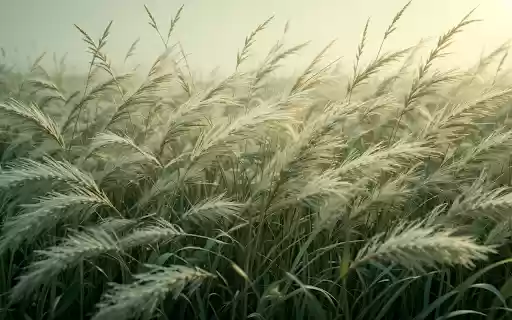 Long tall grass field  from Chrome web store to be run with OffiDocs Chromium online