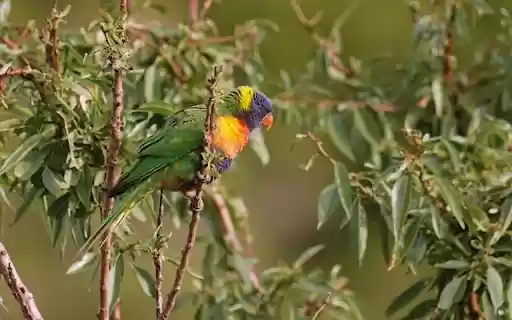 LORIKEET Theme  from Chrome web store to be run with OffiDocs Chromium online
