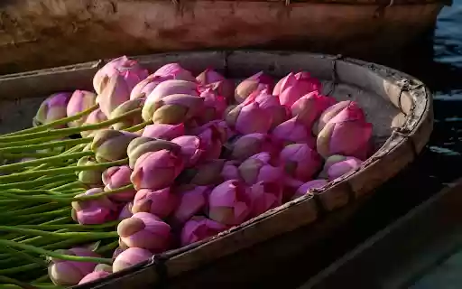 Lotus boat  from Chrome web store to be run with OffiDocs Chromium online
