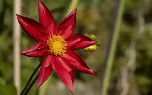 Lotus petal dahlia  from Chrome web store to be run with OffiDocs Chromium online