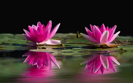 Lotus Reflection Theme  from Chrome web store to be run with OffiDocs Chromium online