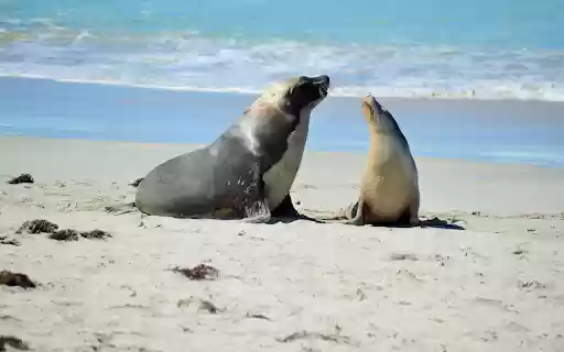 Lovely Sea Lions  from Chrome web store to be run with OffiDocs Chromium online