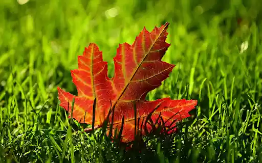 Lá phong from Chrome web store to be run with OffiDocs Chromium online Lá phong from Chrome web store to be run with OffiDocs Chromium online