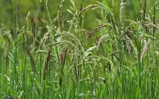 Lush grass and trees  from Chrome web store to be run with OffiDocs Chromium online