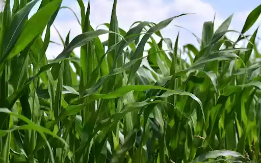 Lush Green Corn Field  from Chrome web store to be run with OffiDocs Chromium online