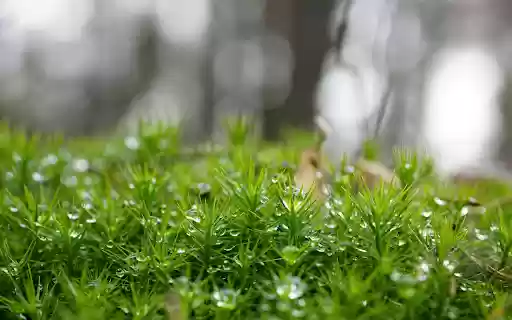Lush green moss  from Chrome web store to be run with OffiDocs Chromium online