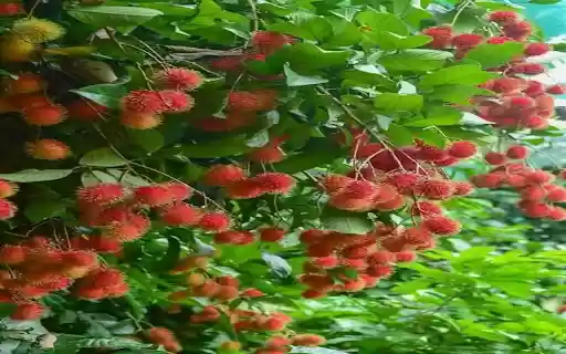 lychee tree wallpaper  from Chrome web store to be run with OffiDocs Chromium online