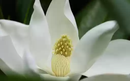 Magnolia flower from Chrome web store to be run with OffiDocs Chromium online Magnolia flower from Chrome web store to be run with OffiDocs Chromium online