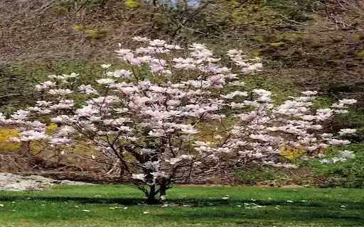 magnolia tree wallpaper  from Chrome web store to be run with OffiDocs Chromium online