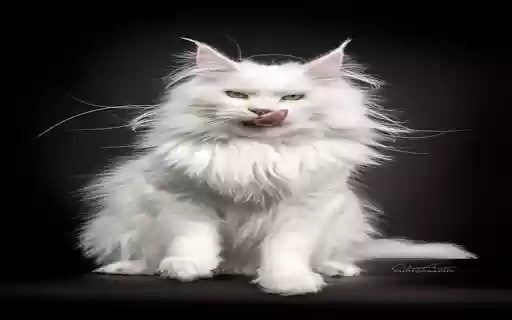 Maine Coon Cat Wallpaper  from Chrome web store to be run with OffiDocs Chromium online