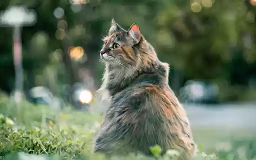 Majestic City Cat from Chrome web store to be run with OffiDocs Chromium online Majestic City Cat from Chrome web store to be run with OffiDocs Chromium online