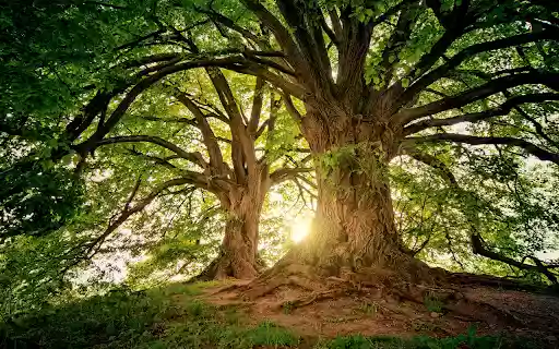 Majestic Natures Canopy  from Chrome web store to be run with OffiDocs Chromium online