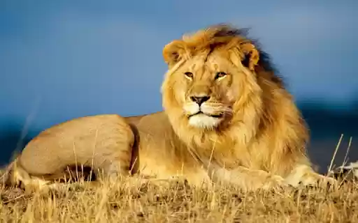 Male Lion: The King of the Savannah  from Chrome web store to be run with OffiDocs Chromium online