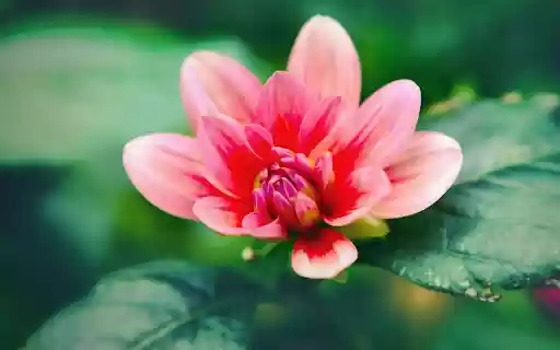 Many petaled red flower  from Chrome web store to be run with OffiDocs Chromium online