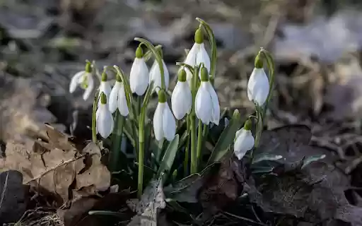 Milky white flower cluster  from Chrome web store to be run with OffiDocs Chromium online