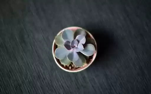 Minimal Succulent  from Chrome web store to be run with OffiDocs Chromium online