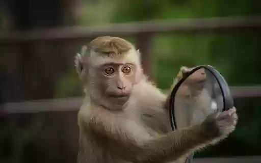Mischievous monkey  from Chrome web store to be run with OffiDocs Chromium online