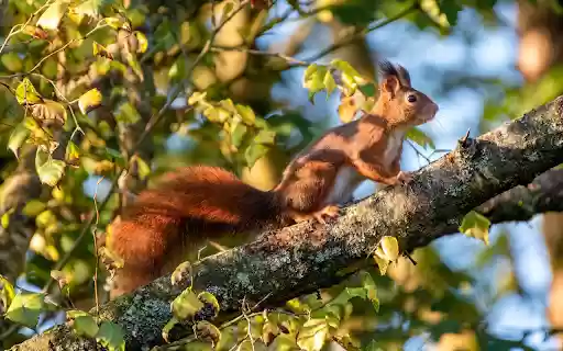Mischievous squirrel  from Chrome web store to be run with OffiDocs Chromium online