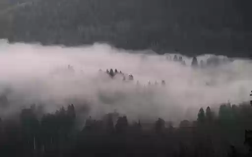 Misty Forest Landscape with Dense Fog from Chrome web store to be run with OffiDocs Chromium online Misty Forest Landscape with Dense Fog from Chrome web store to be run with OffiDocs Chromium online