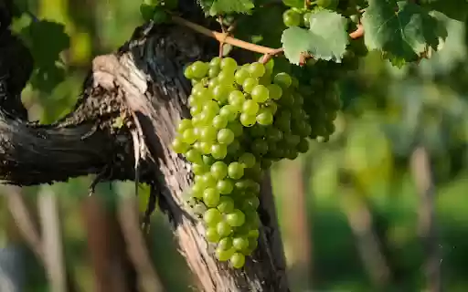 MMany green grapes from Chrome web store to be run with OffiDocs Chromium online MMany green grapes from Chrome web store to be run with OffiDocs Chromium online