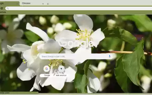 Mock Orange  from Chrome web store to be run with OffiDocs Chromium online